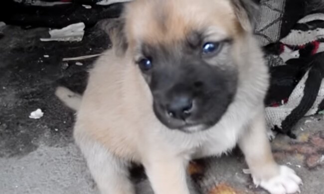 Ein Welpe. Quelle: Screenshot YouTube