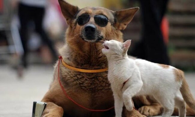 Untrennbare Freunde: der Hund Wanzai und die Katze Mimi können ohne einander nicht leben