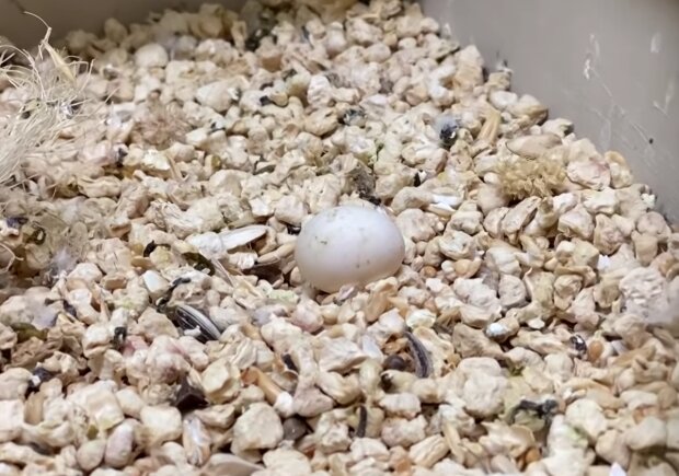 Ein Mann hat 20 Tage lang ein verlassenes Ei "ausgebrütet": Jetzt lebt ein echter Schönling bei ihm