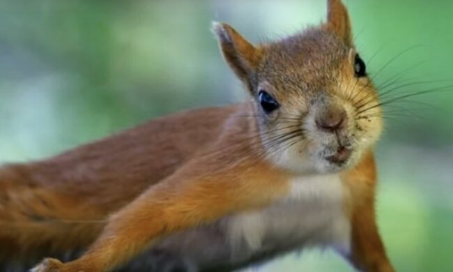 Eichhörnchen. Quelle: Screenshot YouTube