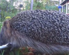 Die Igel eilten in den Garten, um Obst zu holen, fielen aber immer wieder die Treppe hinunter: Die Hausbesitzerin löste das Problem