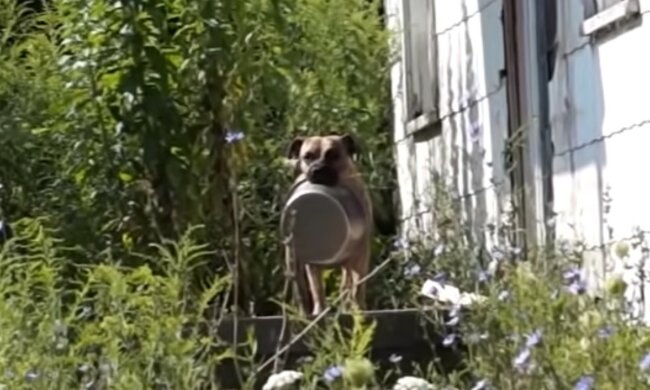 Rührende Bitte um Hilfe. Quelle: Screenshot YouTube