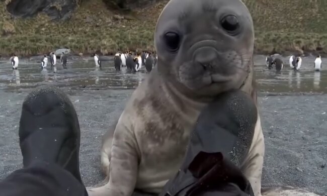 Ein Seehund. Quelle: Youtube Screenshot