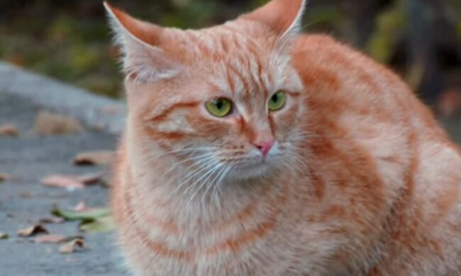 Rothaarige Katze. Quelle: Screenshot Youtube