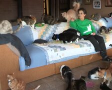 Viele Katzen. Quelle: YouTube Screenshot