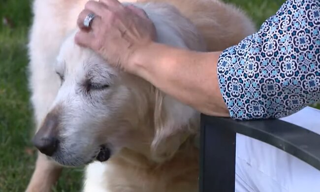 Jedes Hündchen ist liebenswert. Quelle: Screenshot YouTube