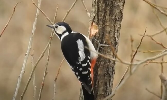 Erstaunliche Vogelanatomie. Quelle: Screenshot YouTube