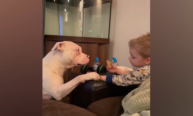 Liebe auf vier Pfoten. Quelle: Youtube Screenshot