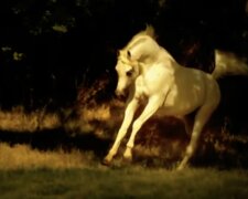 Pferd. Quelle: Screenshot YouTube