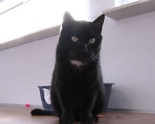 Schwarze Katze. Quelle: Screenshot Youtube