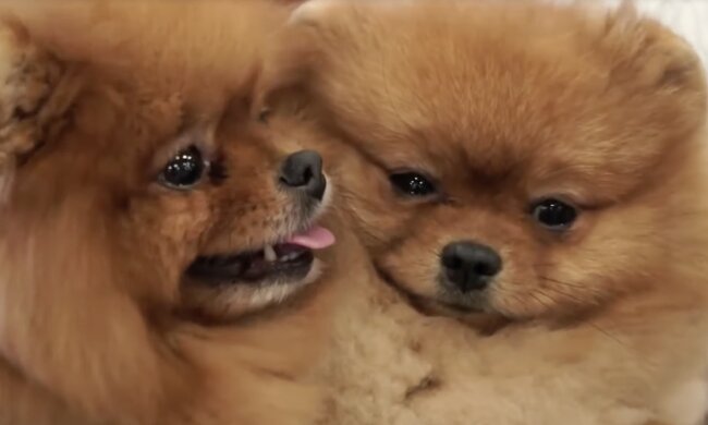 Hündchen. Quelle: Screenshot YouTube