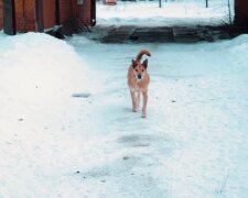 Einer Freigängerhund. Quelle: Screenshot YouTube