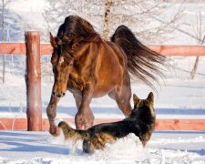 Von Kindheit an zusammen: Eine Geschichte über die wahre Freundschaft zwischen Hund und Pferd