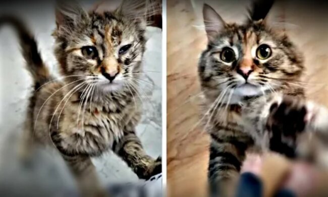 Eine streunende Katze hat sich in eine flauschige Schönheit verwandelt: dank einer freundlichen und mitleidigen Frau