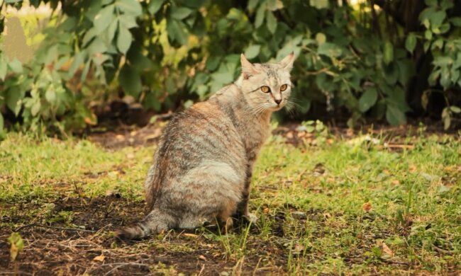 Katze. Quelle: Screenshot YouTube