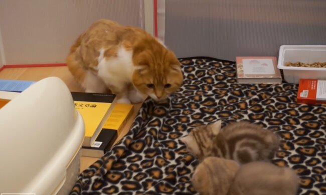 Kätzchen treffen ihren Vater zum ersten Mal. Quelle: Youtube Screenshot