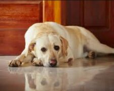 Ein ganzes Jahr lang lebt der Hund neben der Tür der Wohnung, es wurde bekannt warum