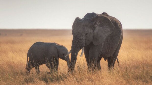 Die Elefantenkuh mit dem Kind. Quelle: goodhouse