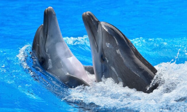 Therapie mit Delphinen: Das Mädchen wurde dank eines Delphins namens Ian wieder gesund