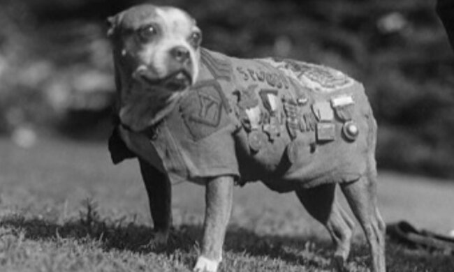 Vom Vagabunden zum Helden: Stubby's Hund, der als erster und einziger Hund zum Sergeant befördert wurde