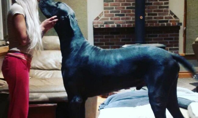 Eine 150 cm große Frau zog einen Hund von der Größe eines Pferdes auf und wurde dadurch populär