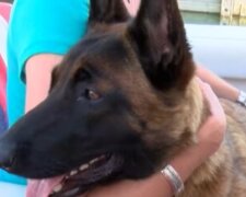 Mehr als Treue: der Hund schwamm sechs Meilen und lief 12 km, um wieder mit seiner Familie vereint zu sein