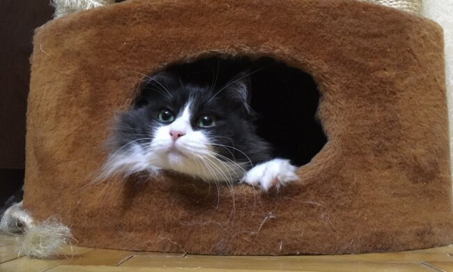 Katze. Quelle: Youtube Screenshot