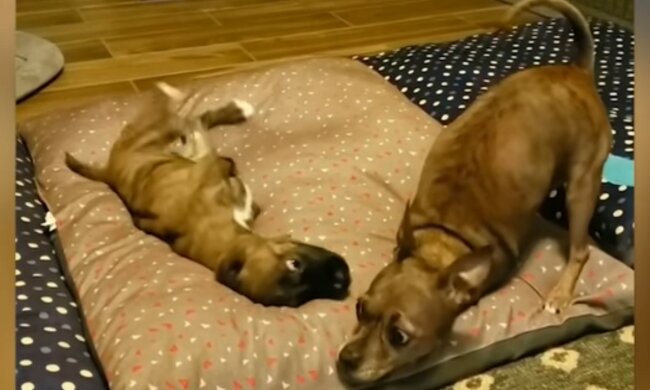 Notwendige Unterstützung für das Baby. Quelle: Screenshot YouTube