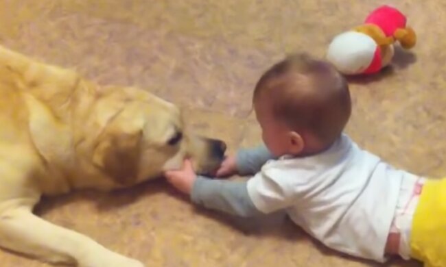 Ein Hund ist eine zuverlässige Gesellschaft für ein Kind. Quelle: Screenshot YouTube