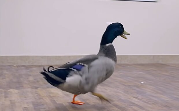 Ente mit einer Prothese. Quelle: YouTube Screenshot
