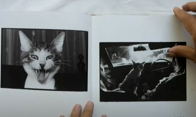 Gedenkalbum über den Haustier. Quelle: Screenshot YouTube