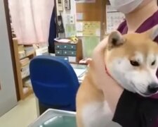 Ein Hund beim Tierarzt. Quelle: Youtube Screenshot