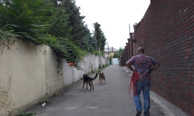 Spaziergang mit den Hunden. Quelle: Youtube Screenshot
