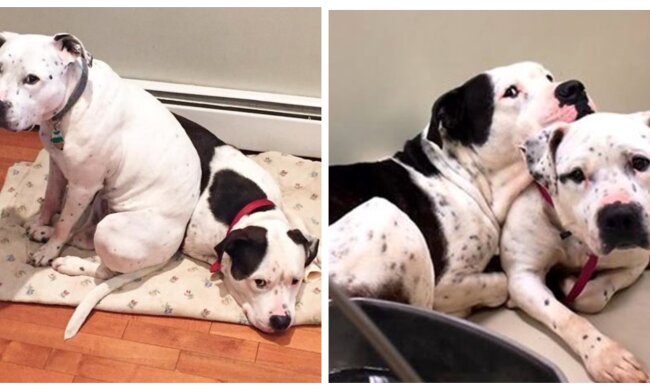 Gus und Nina. Quelle: Screenshot