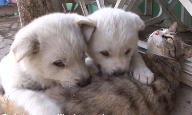 Illustratives Bild. Quelle: Youtube Screenshot