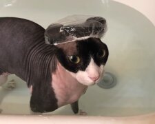 Katze, die gern duscht. Quelle: Youtube Screenshot