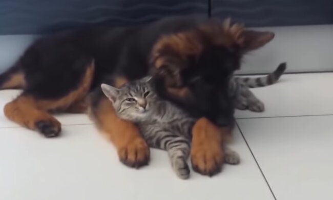 Freundschaft zwischen einem Hund und einem Kätzchen. Quelle: Screenshot Youtube