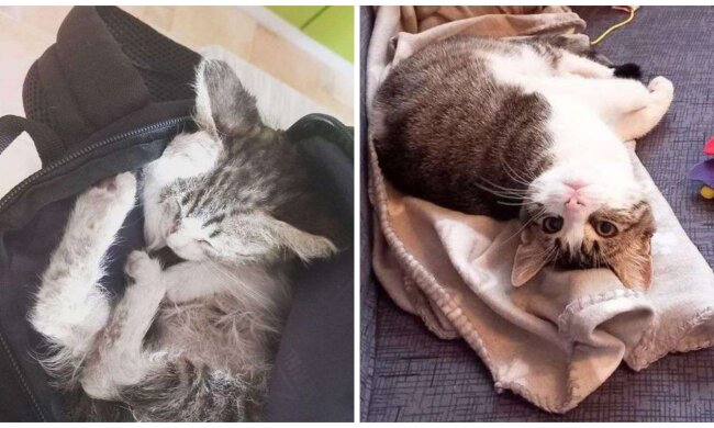 Gizmo, Kätzchen.  Quelle: Screenshot