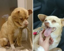 Fotos von Hunden, deren Leben sich geändert hat, seit sie aus dem Tierheim genommen wurden