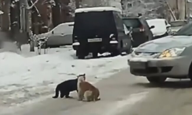 Katzen auf der Fahrbahn. Quelle: Screenshot Youtube