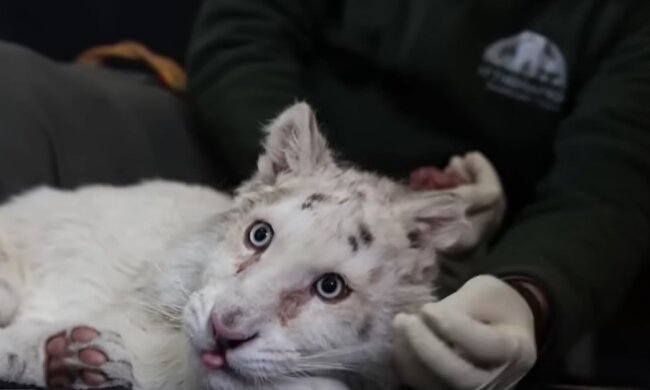 Eine seltene Tigerrasse. Quelle: Youtube Screenshot