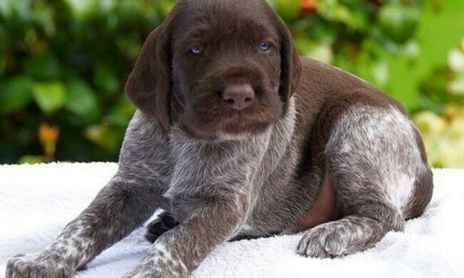 Zehnjähriger Schuljunge konnte einen Drahthaar-Welpen auf der Straße nicht lassen und nahm ihn zum Unterricht mit