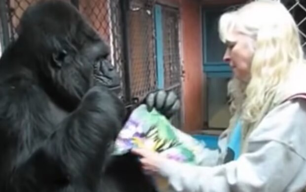 Koko und Frances. Quelle: YouTube Screenshot