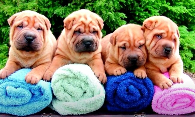 Falten, die jeder mag. Quelle: Screenshot YouTube