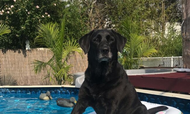 Labrador-Retriever Holly. Quelle: Instagram