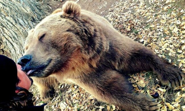 Nachdem ein Mann einen Bären gerettet hat, wuchs das Tier in riesigen Grizzly auf und wurde sein bester Freund