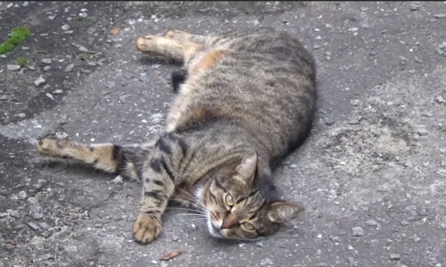Katze. Quelle: Screenshot YouTube