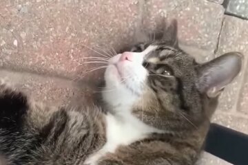Kater Granpruno. Quelle: Screenshot Youtube