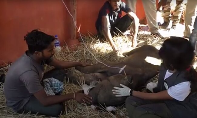 Die Rettung vom kranken Elefantenbaby. Quelle: Screenshot YouTube
