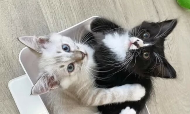 Pelzige Familie in guten Händen. Quelle: Screenshot YouTube